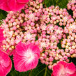 Hortenzie velkolistá 'Zaunkoenig' - Hydrangea macrophylla 'Zaunkoenig'