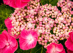 Hortenzie velkolistá 'Zaunkoenig' - Hydrangea macrophylla 'Zaunkoenig'