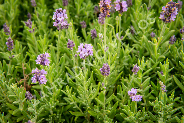 Levandule úzkolistá 'Ellagance Purple' - Lavandula angustifolia 'Ellagance Purple'