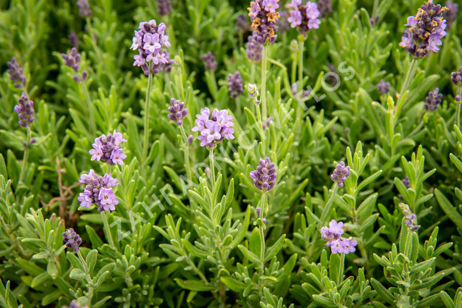 Levandule úzkolistá 'Ellagance Purple' - Lavandula angustifolia 'Ellagance Purple'