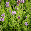 Levandule úzkolistá 'Ellagance Purple' - Lavandula angustifolia 'Ellagance Purple'