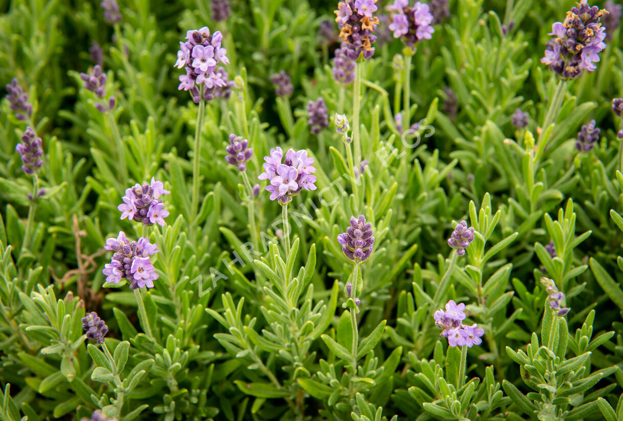 Levandule úzkolistá 'Ellagance Purple' - Lavandula angustifolia 'Ellagance Purple'