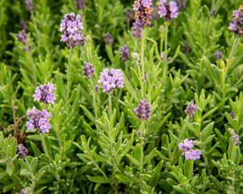 Levandule úzkolistá 'Ellagance Purple'