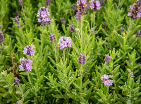 Levandule úzkolistá 'Ellagance Purple' - Lavandula angustifolia 'Ellagance Purple'