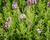 Levandule úzkolistá 'Ellagance Purple'
