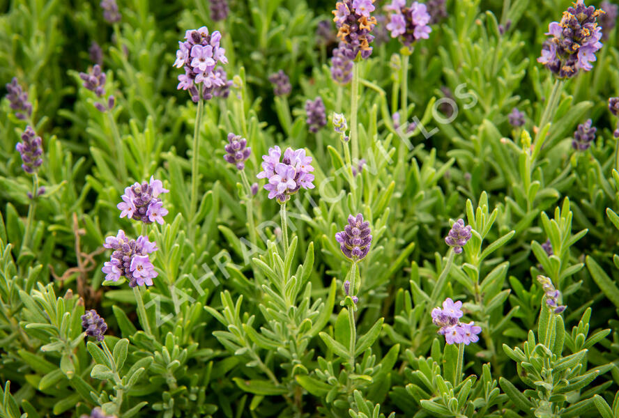 Levandule úzkolistá 'Ellagance Purple' - Lavandula angustifolia 'Ellagance Purple'