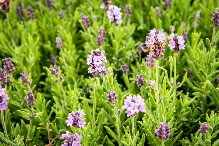 Levandule úzkolistá 'Ellagance Purple' - Lavandula angustifolia 'Ellagance Purple'