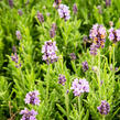 Levandule úzkolistá 'Ellagance Purple' - Lavandula angustifolia 'Ellagance Purple'