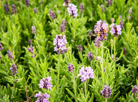 Levandule úzkolistá 'Ellagance Purple' - Lavandula angustifolia 'Ellagance Purple'