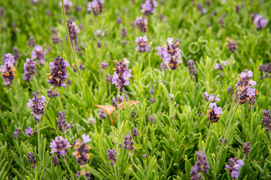 Levandule úzkolistá 'Ellagance Purple' - Lavandula angustifolia 'Ellagance Purple'