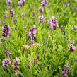 Levandule úzkolistá 'Ellagance Purple' - Lavandula angustifolia 'Ellagance Purple'