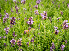 Levandule úzkolistá 'Ellagance Purple' - Lavandula angustifolia 'Ellagance Purple'