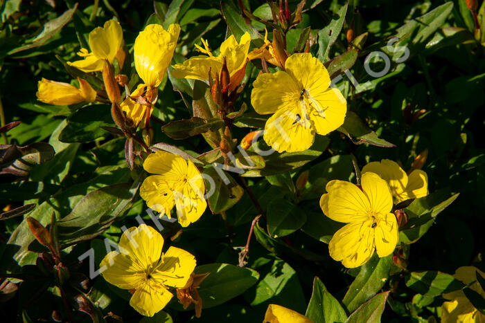 Pupalka křovitá - Oenothera fruticosa