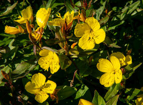 Pupalka křovitá - Oenothera fruticosa