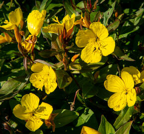 Pupalka křovitá - Oenothera fruticosa
