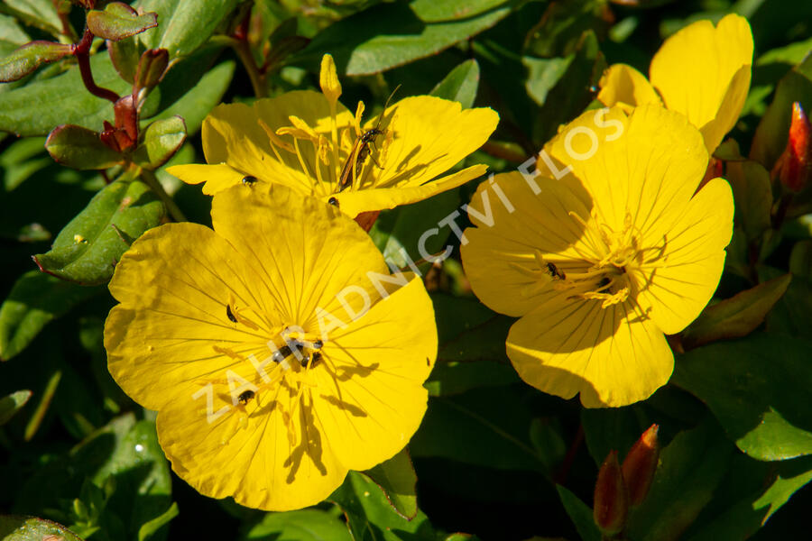 Pupalka křovitá - Oenothera fruticosa