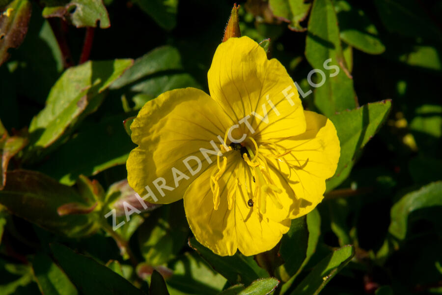 Pupalka křovitá - Oenothera fruticosa