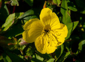 Pupalka křovitá - Oenothera fruticosa