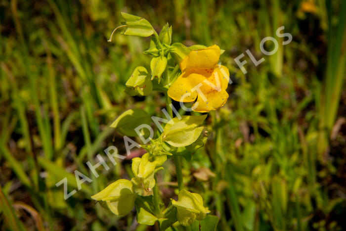 Kejklířka žlutá - Mimulus luteus