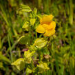 Kejklířka žlutá - Mimulus luteus