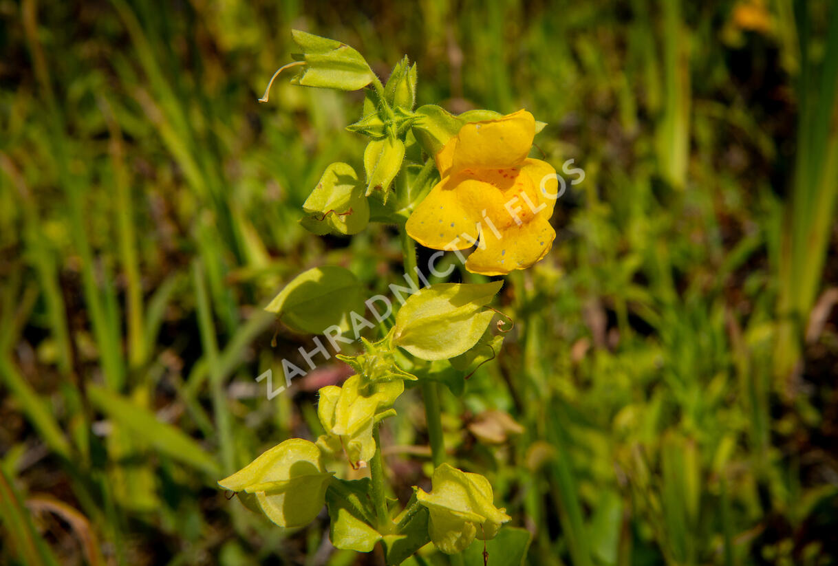 Kejklířka žlutá - Mimulus luteus