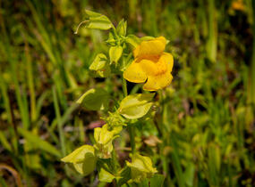 Kejklířka žlutá - Mimulus luteus