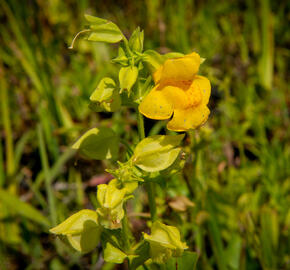 Kejklířka žlutá - Mimulus luteus