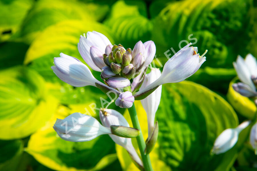 Bohyška 'Summer Breeze' - Hosta 'Summer Breeze'