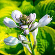 Bohyška 'Summer Breeze' - Hosta 'Summer Breeze'