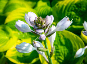 Bohyška 'Summer Breeze' - Hosta 'Summer Breeze'