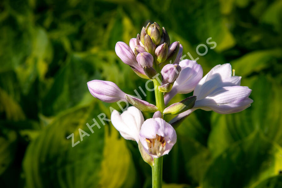 Bohyška 'Summer Breeze' - Hosta 'Summer Breeze'