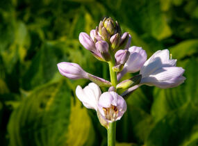 Bohyška 'Summer Breeze' - Hosta 'Summer Breeze'