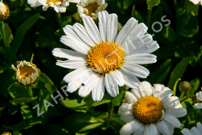 Kopretina největší 'Snow Lady' - Leucanthemum maximum 'Snow Lady'