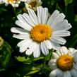 Kopretina největší 'Snow Lady' - Leucanthemum maximum 'Snow Lady'