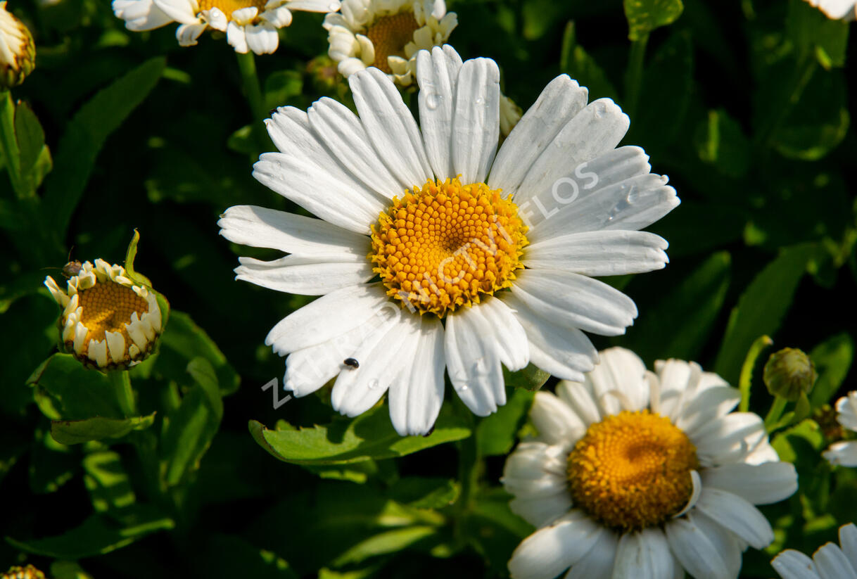 Kopretina největší 'Snow Lady' - Leucanthemum maximum 'Snow Lady'