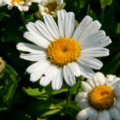 Kopretina největší 'Snow Lady' - Leucanthemum maximum 'Snow Lady'