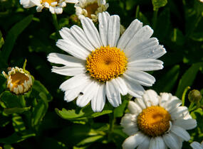 Kopretina největší 'Snow Lady' - Leucanthemum maximum 'Snow Lady'