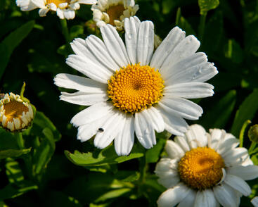 Kopretina největší 'Snow Lady'