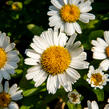 Kopretina největší 'Snow Lady' - Leucanthemum maximum 'Snow Lady'