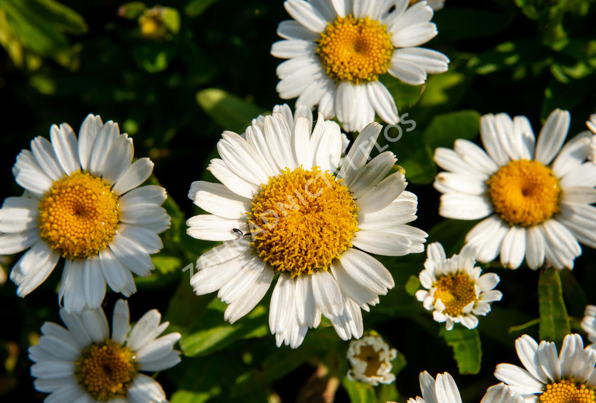 Kopretina největší 'Snow Lady' - Leucanthemum maximum 'Snow Lady'