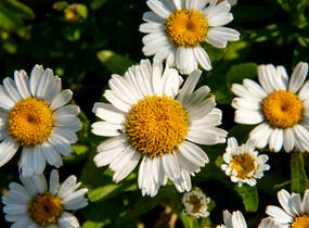 Kopretina největší 'Snow Lady' - Leucanthemum maximum 'Snow Lady'