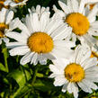 Kopretina největší 'Snow Lady' - Leucanthemum maximum 'Snow Lady'