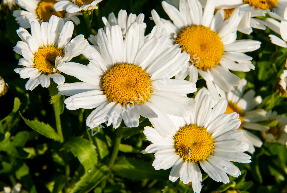 Kopretina největší 'Snow Lady' - Leucanthemum maximum 'Snow Lady'