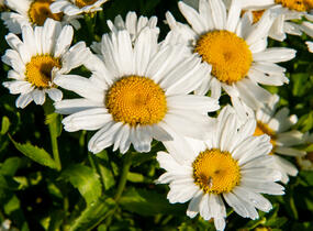 Kopretina největší 'Snow Lady' - Leucanthemum maximum 'Snow Lady'