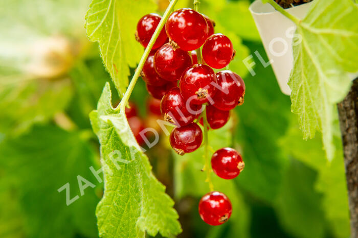 Rybíz červený 'Rovada' - Ribes rubrum 'Rovada'
