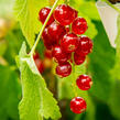Rybíz červený 'Rovada' - Ribes rubrum 'Rovada'