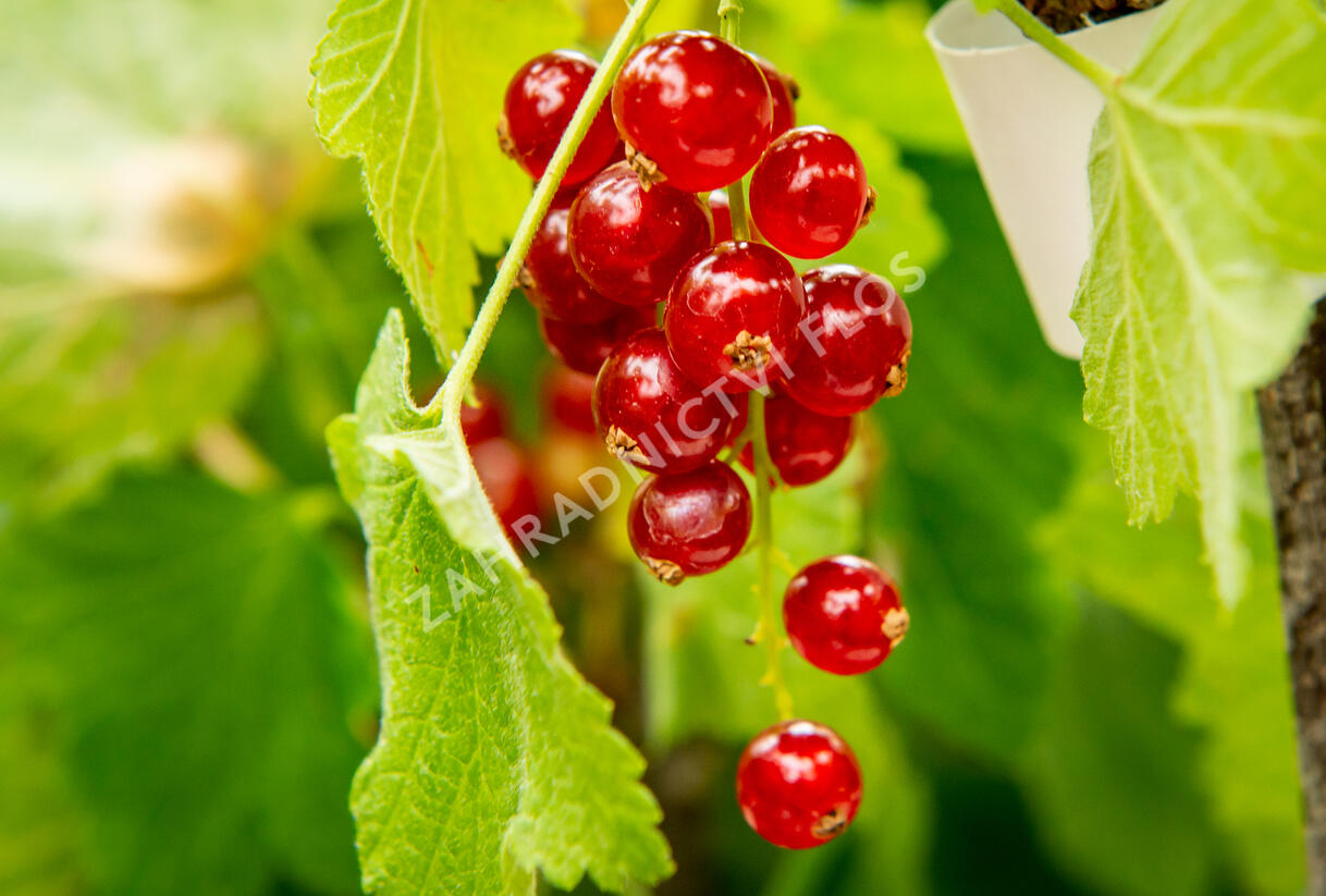 Rybíz červený 'Rovada' - Ribes rubrum 'Rovada'