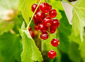 Rybíz červený 'Rovada' - Ribes rubrum 'Rovada'