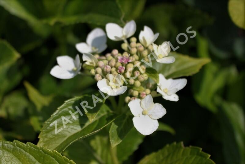 Hortenzie velkolistá 'Mariesii Grandiflora' - Hydrangea macrophylla 'Mariesii Grandiflora'