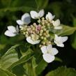 Hortenzie velkolistá 'Mariesii Grandiflora' - Hydrangea macrophylla 'Mariesii Grandiflora'